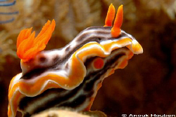 Chromodoris magnifica. Malapascua. by Anouk Houben 